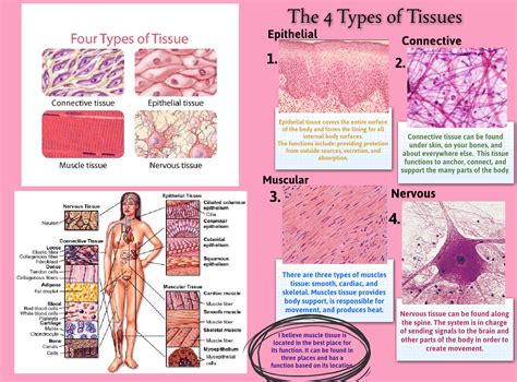 Types Of Tissues In The Human Body | My XXX Hot Girl