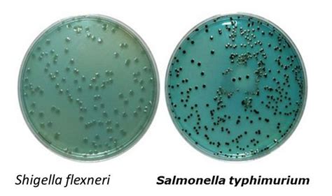 Hektoen enteric agar - Alchetron, The Free Social Encyclopedia