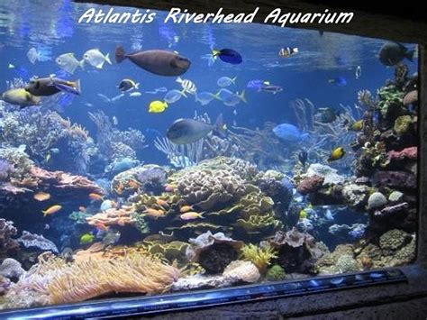 Aquarium Visit - Riverhead