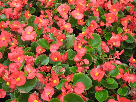 10 Varieties of Begonias for Gardens and Containers