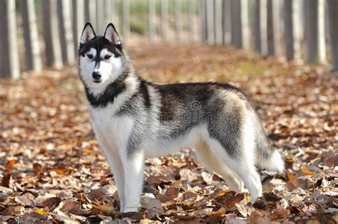 Female Adult Siberian Husky Purebred Dog with Black and White Coat I ...