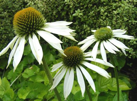 Rachel Callaghan Landscape Architect, NZ: Echinacea 'White Swan'