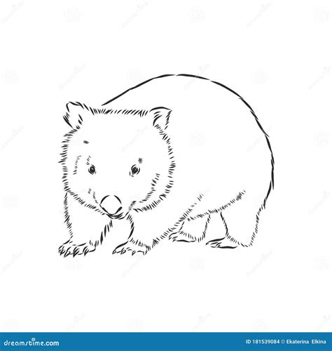 Illustratuin with Wombat Sketch Isolated on White Background, Wombat, Vector Sketch Illustration ...