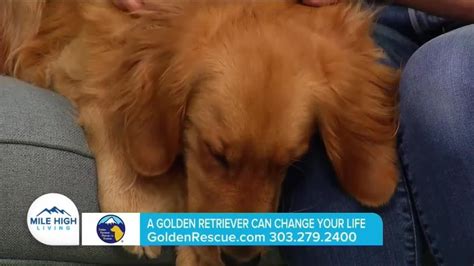 Golden Retriever Rescue // A Golden Retriever Can Change Your Life