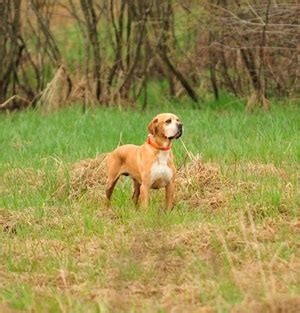 PORTUGUESE POINTER/PORTUGAL POINTER | Portuguese pointer, Portuguese, Dogs