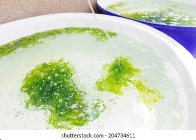 41 Laminar Seaweed Images, Stock Photos & Vectors | Shutterstock