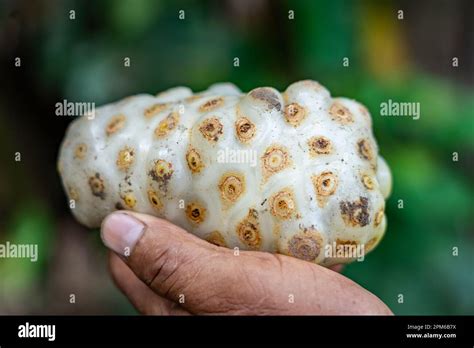 Noni fruit (Morinda citrifolia) is sometimes referred to as "vomit ...