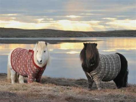 Scotland Tourism's Shetland Ponies In Cardigan Sweaters - Business Insider