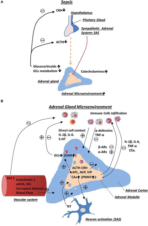 Adrenal gland production - rewafare