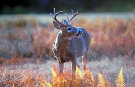 Ohio Wildlife Council approves 2014-2015 hunting regulations - Crawford County NowCrawford ...