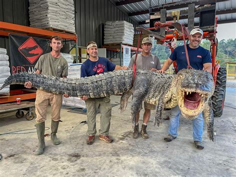 Record-shattering 800-pound ‘nightmare’ alligator caught in Mississippi – The News Beyond Detroit