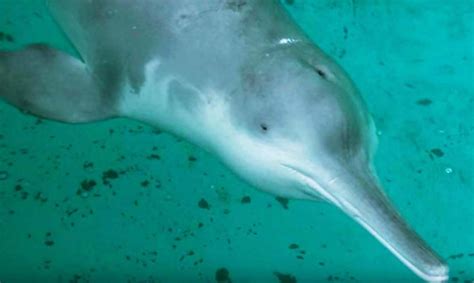 China's 'extinct' dolphin may have been sighted again in the Yangtze River | Inhabitat - Green ...