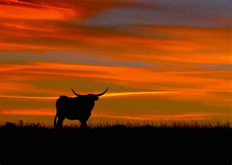 Longhorn Sunset Photograph by Dawn Key