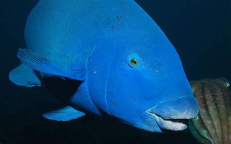 Eastern Blue Groper Information and Picture | Sea Animals