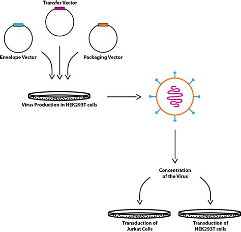 Team:Freiburg/Cell culture - 2017.igem.org