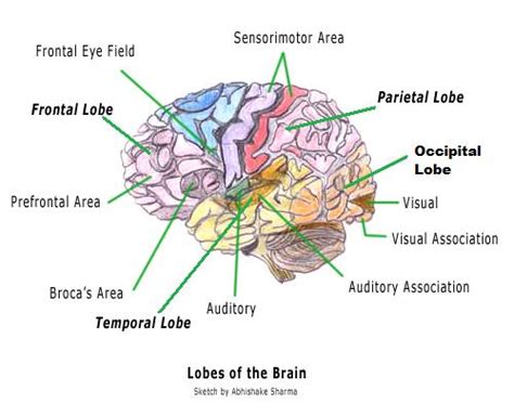 Diagram of the Brain and its Functions