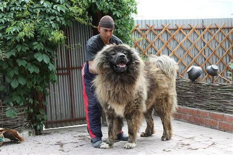 caucasian shepherd dog: Caucasian shepherd russian dog breeds large