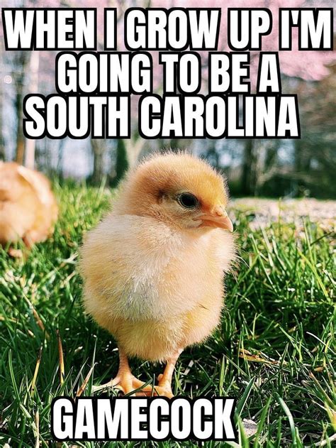 South Carolina Gamecocks memes | South carolina gamecocks, South ...