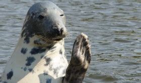 Anglesey Wildlife Walks