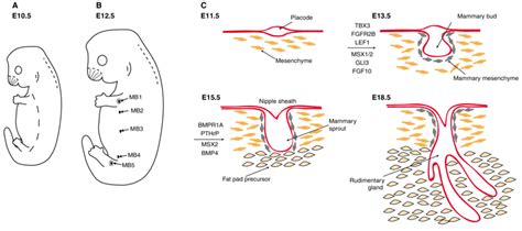 Embryonic mammary gland development. (A,B) Diagram of an E10.5 mouse ...