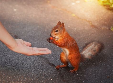 Squirrel feeding stock photo. Image of person, natural - 81715656