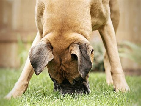 Canine Cognition | Positively.com