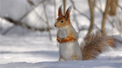 Snow Squirrel - Wallpaper, High Definition, High Quality, Widescreen