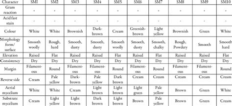 Morphological and cellular identification of Actinomycetes isolates ...