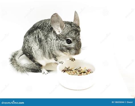 Isolated eating chinchilla stock photo. Image of domestic - 18655044