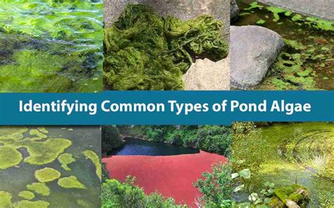 Identifying Common Types of Pond Algae - Nualgi Ponds