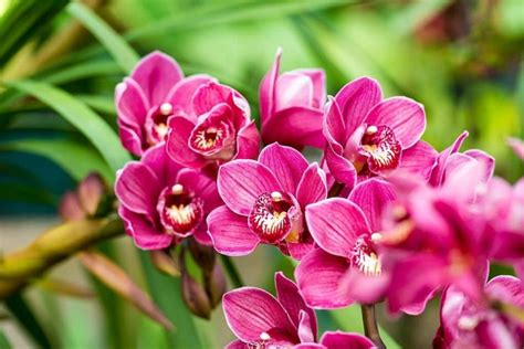 Orchid Flower Meaning and Symbolism: What The Orchids Represent?