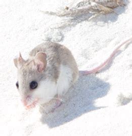 Variety of Life: Peromyscus