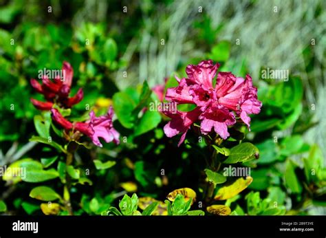 Austria, alpine rose flower Stock Photo - Alamy