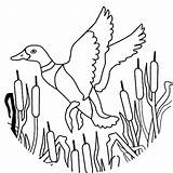 Wood Duck Coloring Page At GetColoringscom  Free Printable Colorings sketch template
