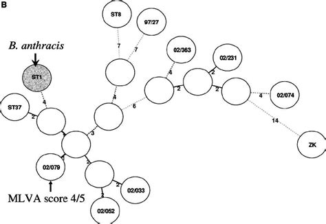 (A) Genetic relationship among some strains presented here and... | Download Scientific Diagram