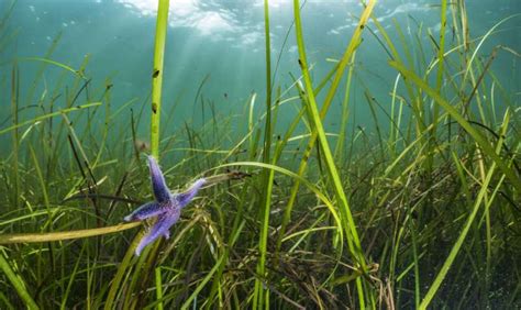 Eelgrass proves to be evolutionarily much younger than we thought