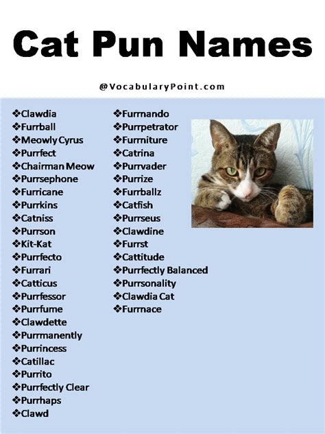 270+ Funny And Cute Cat Names - Vocabulary Point