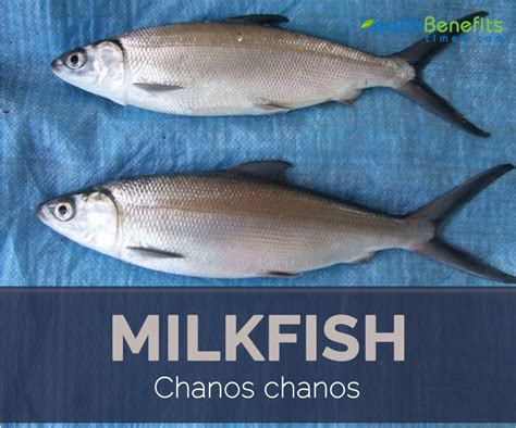 Milkfish facts and health benefits