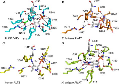 Active site architecture of alanine aminotransferases. Catalytically... | Download Scientific ...