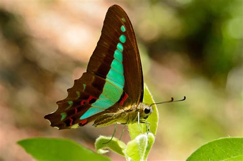 Blue Triangle Butterfly Stock Photo - Download Image Now - iStock