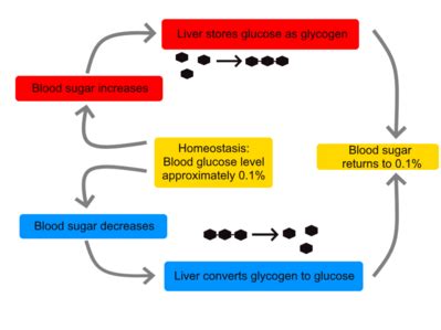 Glycogen - Physiopedia