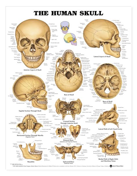 Diagram Of The Skull Labeled