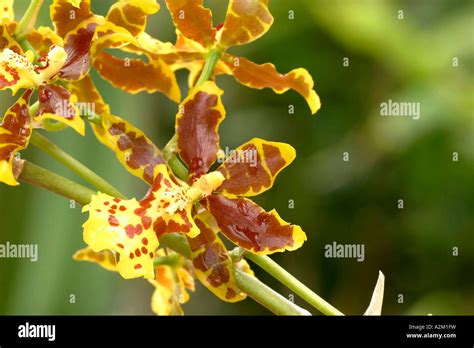 Oncidium hybrid Stock Photo - Alamy