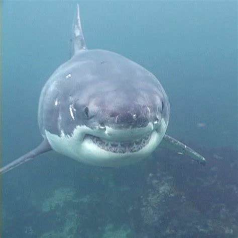 Great White Sharks Underwater