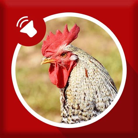 Rooster Sounds - Apps on Google Play