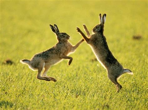 Brown hare – A guide to Irelands protected habitats & species