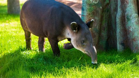 Baird’s Tapir - The Houston Zoo