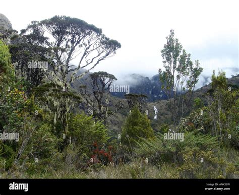 rainforest in Papua New Guinea, Papua New Guinea Stock Photo - Alamy