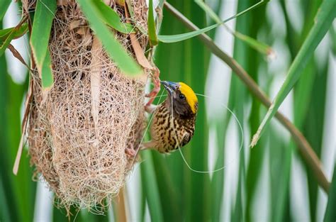 Types of Bird Nests