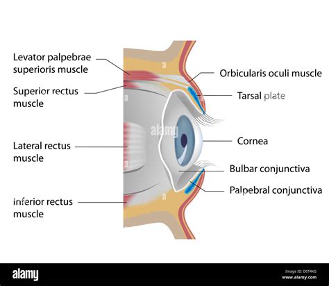 Incorrecto Alegaciones longitud tarso del ojo Mes Pobreza extrema violación